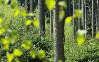 Hoe groene partijen weer kunnen groeien: zorg dat iedereen genoeg heeft, en niemand te veel