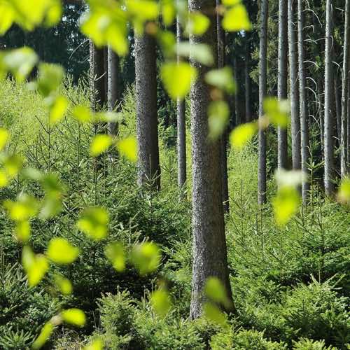 Hoe groene partijen weer kunnen groeien: zorg dat iedereen genoeg heeft, en niemand te veel